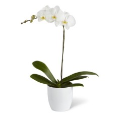 Orchid Plant